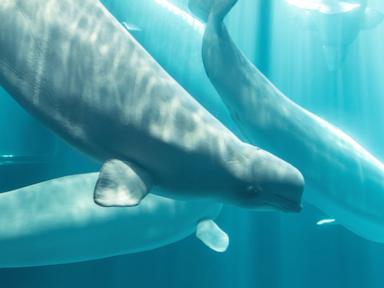 Image from linked report: Another beluga whale dies at Chicago aquarium after rescue mission from Canada park