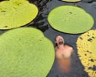 Image from linked report: How a plant selfie in Colombian jungle led to ‘jaw dropping’ giant waterlily find