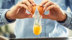 Source-feed image associated with UK salmonella cases nearing 500 as egg investigations continue