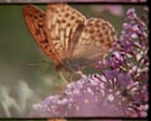 Source-feed image associated with Super Nature review – crowd-sourced Super 8 film is a triumphant collage of hope for the natural world