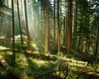 Source-feed image associated with Trees may store less planet-heating carbon than hoped, study suggests