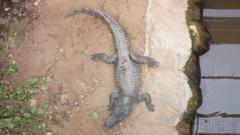 Source-feed image associated with Wowcher sorry for 'unacceptable' crocodile attack email