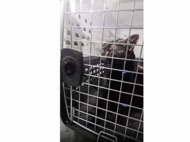 Image from linked report: Man pulls stuck Long Island pet to safety after long ordeal