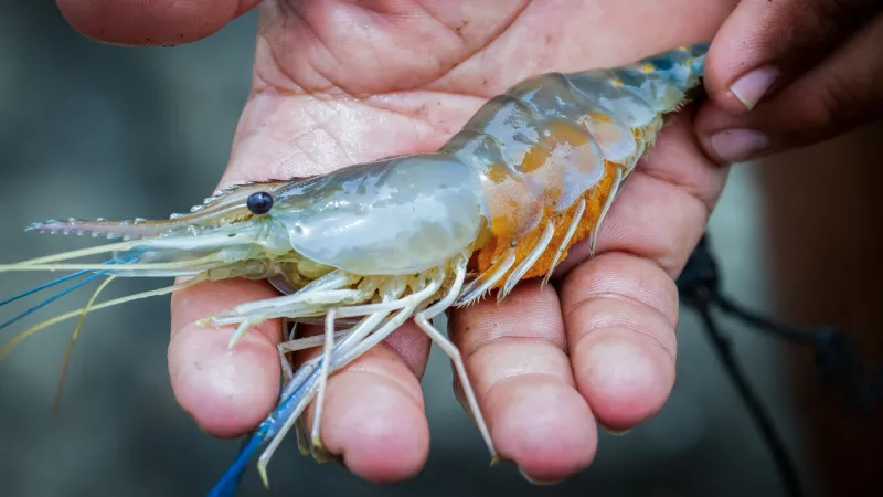 Source-feed image associated with Honeybees and shrimp are now getting vaccinated
