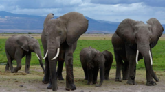 Source-feed image associated with Cyanide in tomato pesticide killed 15 elephants, Kenyan officials suspect