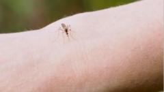 Source-feed image associated with Why are thousands of mosquitoes being released in Washington DC?