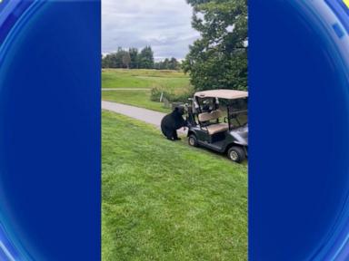 Source-feed image associated with WATCH: Bear dashes off with golfer's clubs