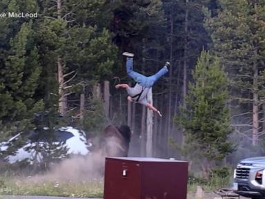 Source-feed image associated with WATCH: Bison attacks tourist at Yellowstone Park