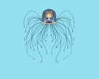 Source-feed image associated with ‘When you kill it, it doesn’t die’: the jellyfish that has cracked the secret of immortality