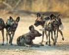 Source-feed image associated with ‘Like a Disney movie’: Three wild dog brothers make Africa’s longest journey