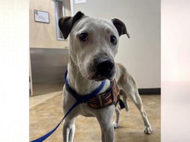 Source-feed image associated with WATCH: Happy ending for runaway dog found in train tunnel