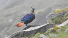 Image from linked report: A beautiful Himalayan bird is changing its voice due to human activity, research shows