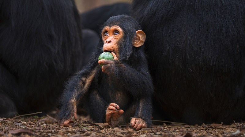 Source-feed image associated with Sugar may have been a key ingredient in human evolution