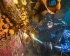 Source-feed image associated with Tiny Antarctic sea creature could be key to treating melanoma, researchers say