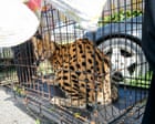 Source-feed image associated with Louisiana firefighters find feline native to sub-Saharan Africa while responding to house fire