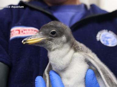 Source-feed image associated with WATCH: New baby penguin