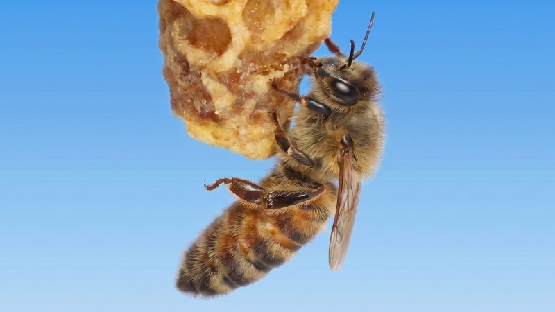 Source-feed image associated with A secret to making a queen bee may lie in the wax around it