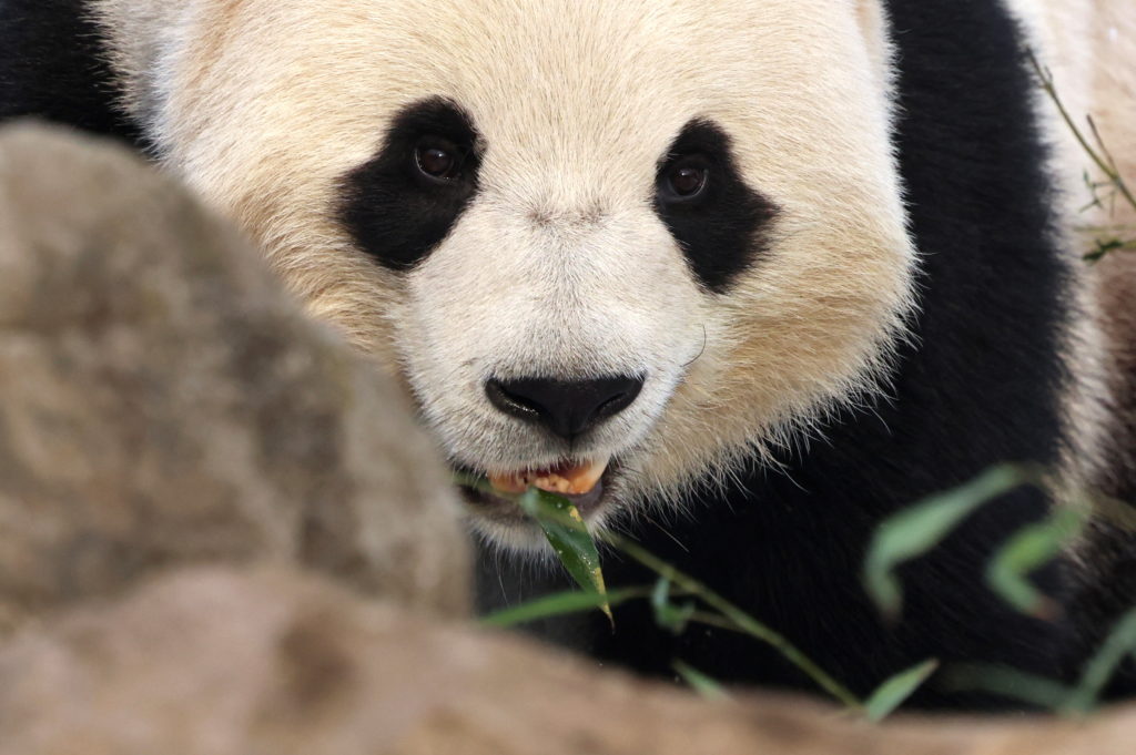 Image from linked report: China's Xi says 2 giant pandas will arrive at Atlanta's zoo in the coming days
