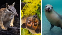 Source-feed image associated with Australia is the planet's extinction hotspot, but one animal offers a glimmer of hope