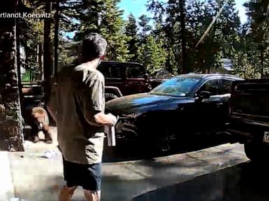 Source-feed image associated with WATCH: California man fights off charging bear near Lake Tahoe
