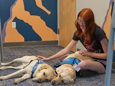Image from linked report: Therapy dogs bring calm and joy to students after shooting at Colorado high school