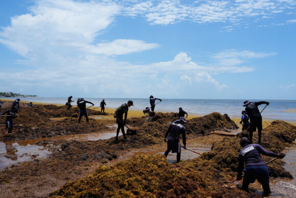 Source-feed image associated with Harbinger for Florida, Gulf States? Seaweed Smothers Coastlines in Caribbean, Mexico