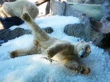 Source-feed image associated with Prague zoo keeps polar bears cool with ice cubes as European summer heatwave hits