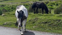 Source-feed image associated with Row over potential cull of Dartmoor hill ponies