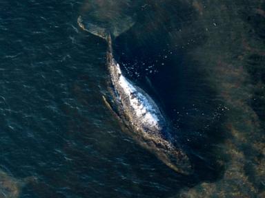 Source-feed image associated with Timmy, Germany's humpback whale, likely lived for only 5 days after controversial rescue effort