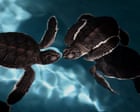 Source-feed image associated with ‘Spy turtles’ and ‘spy fish’ being used to monitor Chinese waters, Beijing claims