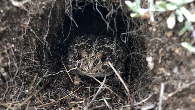 Image from linked report: Young Yosemite toads survive winter, then emerge with a deadly fungus