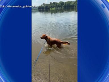 Source-feed image associated with WATCH: Dog days of summer