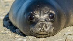 Source-feed image associated with Bird flu kills more than 75% of baby seals on remote Australian island, study finds