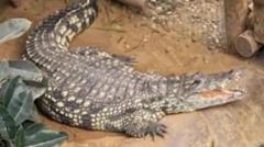 Source-feed image associated with Boy attacked by zoo crocodile has had seven operations and is smiling again, say parents