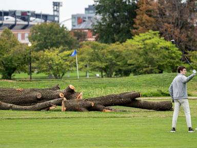 Image from linked report: Park service could remove more than 500 trees at historic golf course Trump wants to redesign