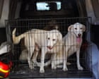 Image from linked report: DNA database of UK dogs could help police collar criminals