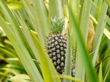 Source-feed image associated with Can pineapples thrive in Africa's Sahel? A Burkina Faso farmer says the answer is yes