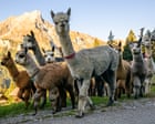 Image from linked report: Alpabzug! Swiss mountain alpaca herding – in pictures