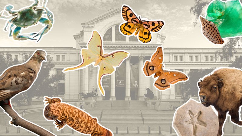 Source-feed image associated with The natural history of every U.S. state is on display at a new D.C. exhibit