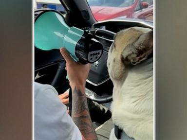 Source-feed image associated with WATCH: Sunny the French bulldog has so much to say in viral video