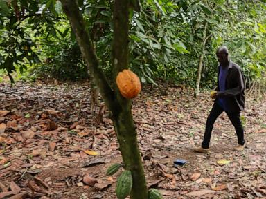 Source-feed image associated with Ghana parliament backs tough cocoa farm protections, with up to 20 years in prison