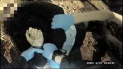 Source-feed image associated with Police bodycam shows officers handcuffing stabbed student as he lay dying