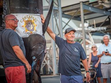 Source-feed image associated with Boat hauls in 1,260-pound blue marlin believed to be East Coast's largest catch