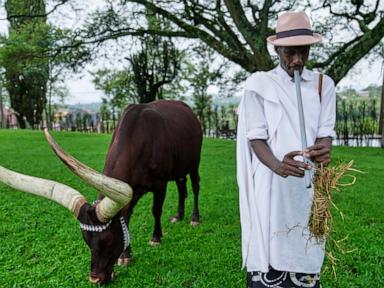 Source-feed image associated with In Rwanda, a royal herd of cattle is treated to poetry and cultural reverence