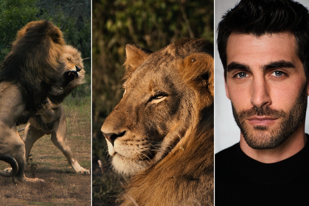 Source-feed image associated with ‘Mapogo: The Lion Throne’ Vertical Documentary Series Set at FlareFlow