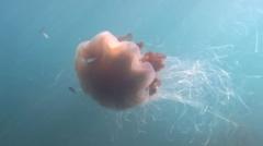 Source-feed image associated with Giant jellyfish with '40ft tentacles' captured on camera