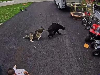 Source-feed image associated with WATCH: Dog honored after protecting boy from bear attack