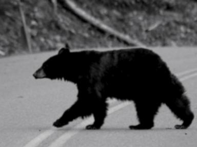 Source-feed image associated with WATCH: Hiker survives grizzly bear attack: 'I thought...this is it'