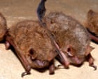 Source-feed image associated with Canadian boy dies of rabies after waking to find bat on his face