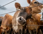 Source-feed image associated with Trump to allow ranchers and farmers to process their own food amid beef import backlash – US politics live
